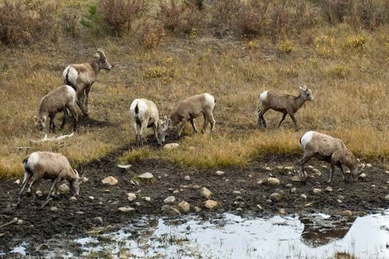 bighorn sheep