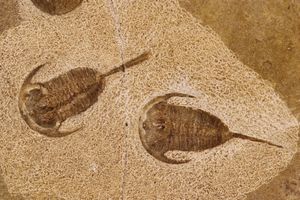 trilobite fossil