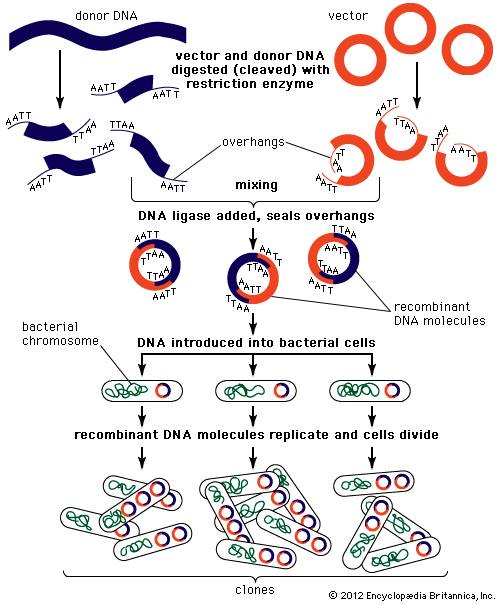 Recombinant DNA
