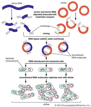 Recombinant DNA