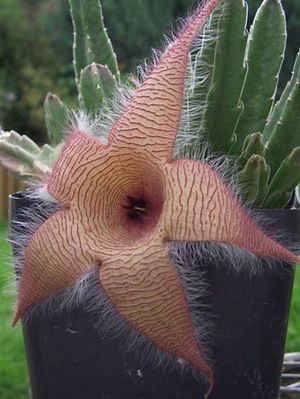 Carrion flower
