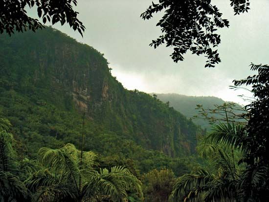 montane rainforest