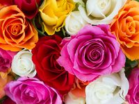 Roses