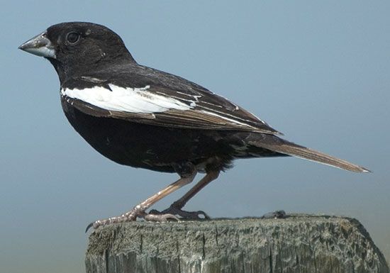 Colorado state bird