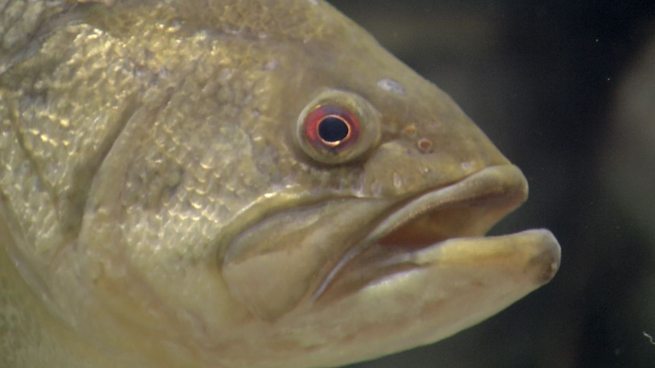 bass