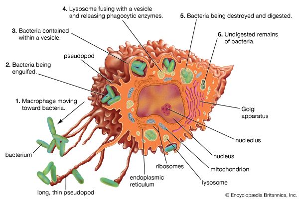 Macrophage structure