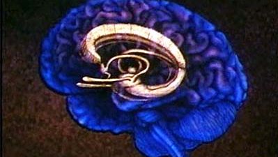 Learn what behavior the limbic system controls