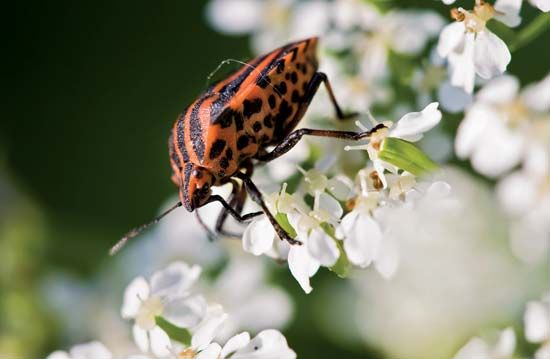 Heteroptera; Hemiptera; Graphosoma lineatum