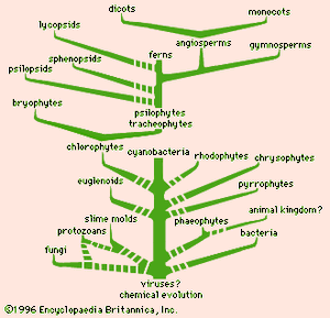 A summary of probable lines of plant evolution.