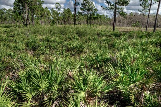 saw palmetto