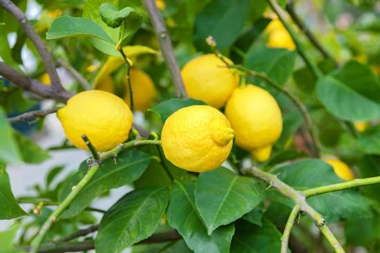 lemon