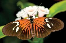 Longwing