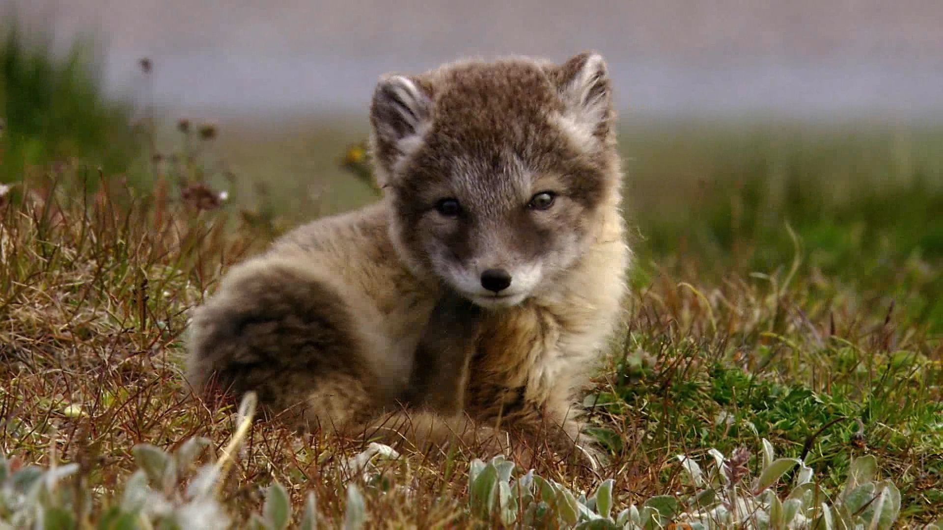 Arctic foxes and snowy owls