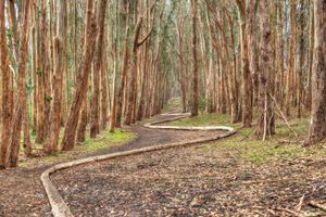 Andy Goldsworthy: Wood Line