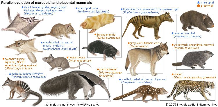marsupial and placental mammals