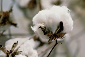 Cotton plant
