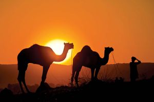 camels in Rajasthan