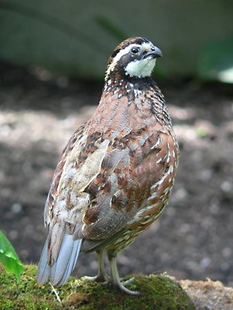 bobwhite