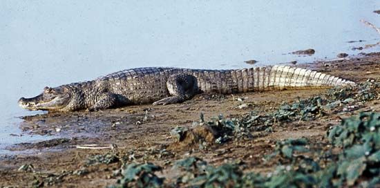 Broad-snouted caiman (Caiman latirostris)