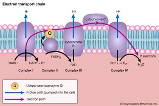 electron transport chain
