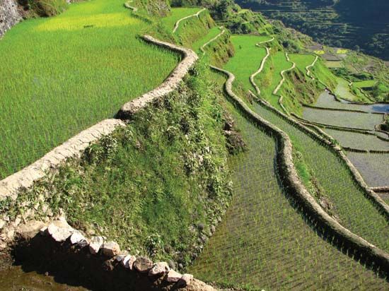 rice paddies