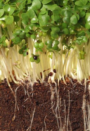 watercress seedling