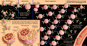 clonal selection of a B cell
