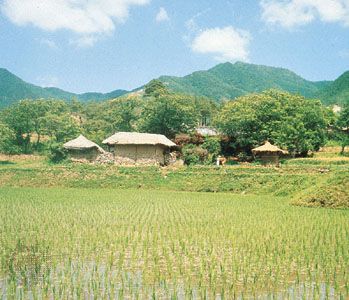 rice paddy in South Korea