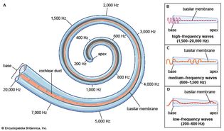 basilar membrane; human ear