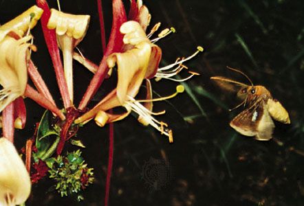 Hawkmoth pollination: hawkmoth (Sphingidae) hovering near a honeysuckle (Lonicera caprifolium).